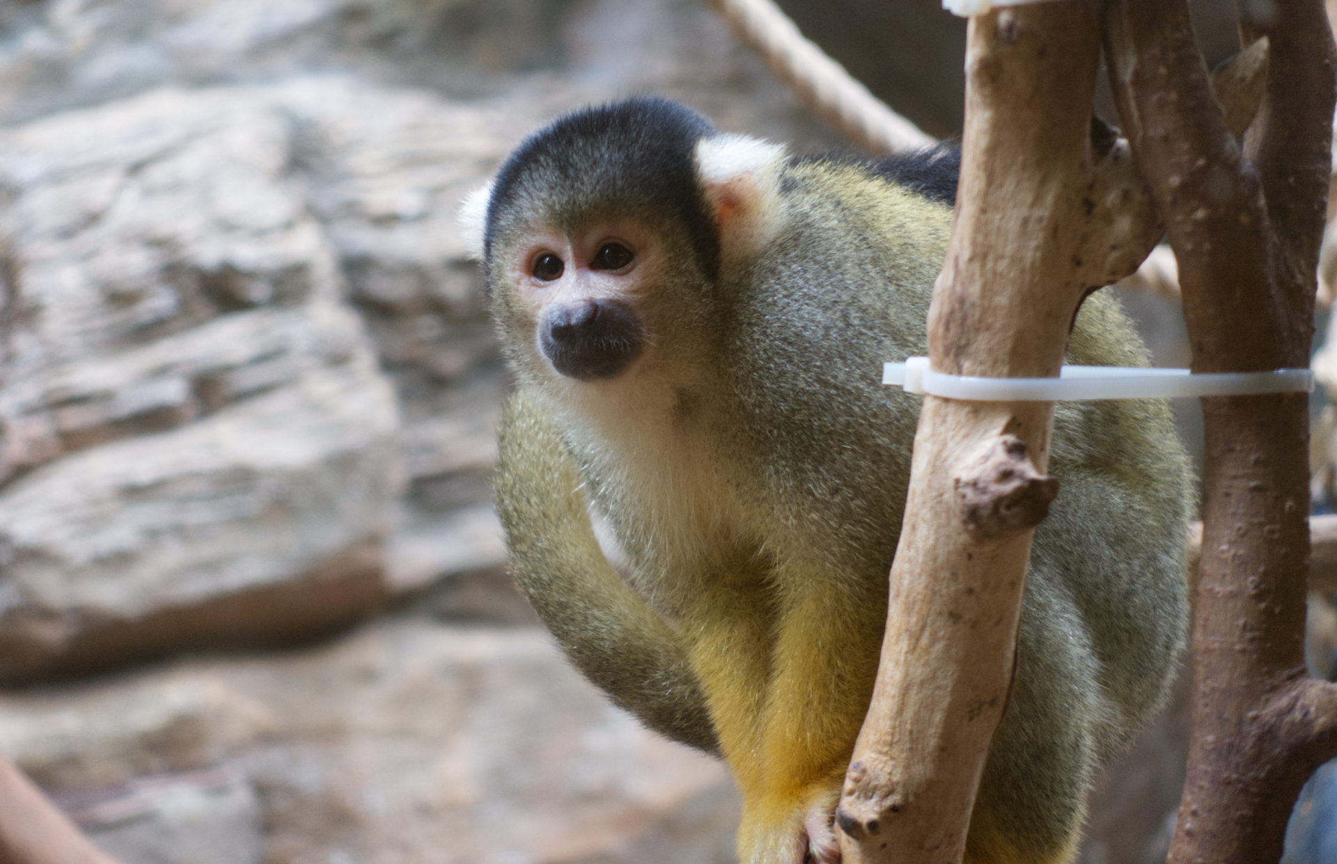 Zoo